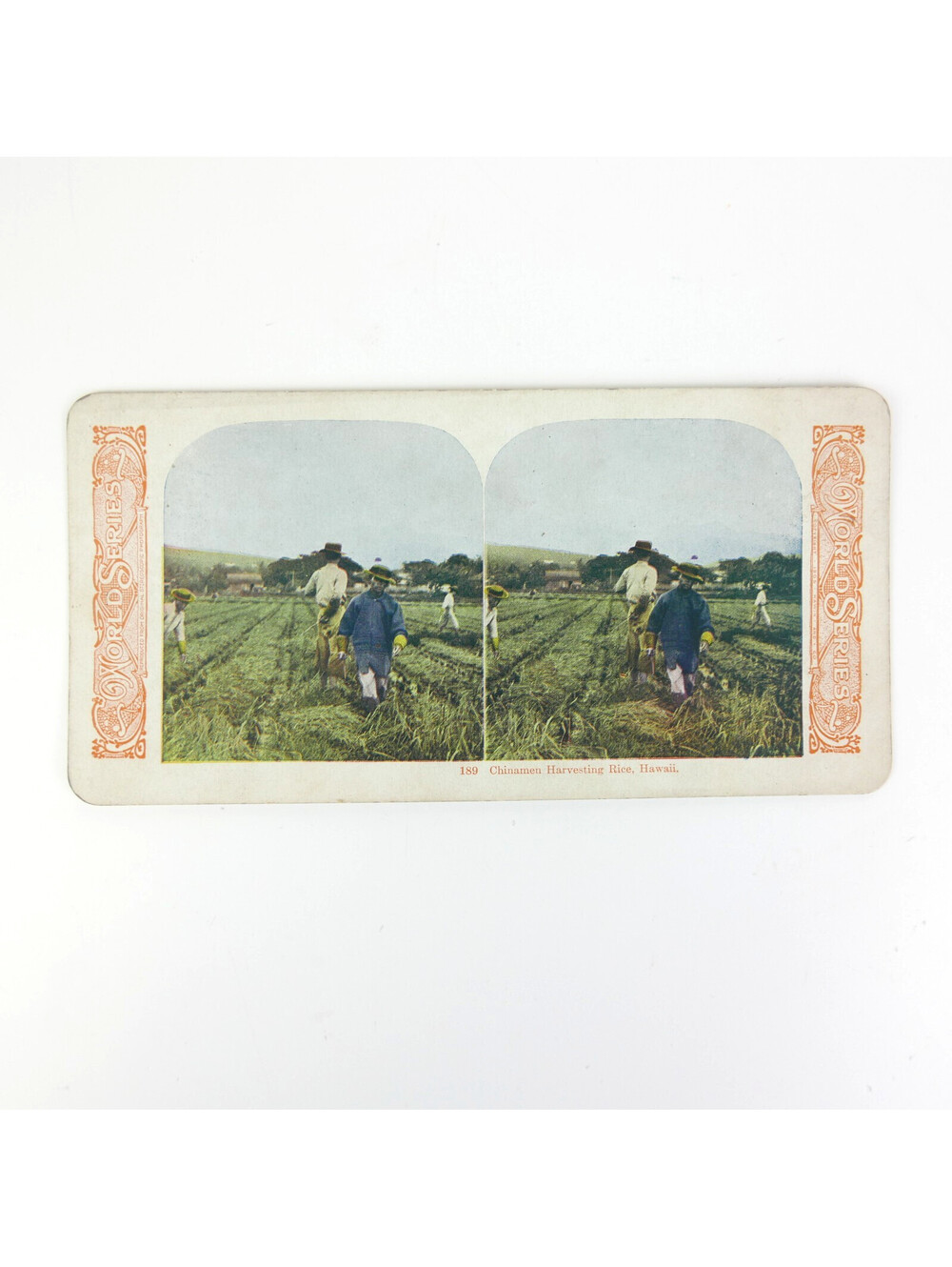 1905 Hawaii Stereoview Card Chinese Rice Harvesting Kawin World Series Antique